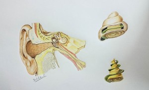 Belal-Kemal-Study-of-cochlear-anatomy